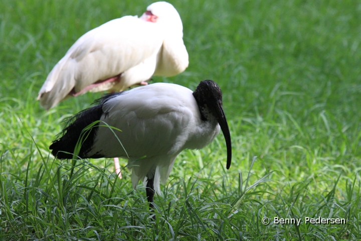Hellig Ibis.jpg - Hellig Ibis (Threskiornis aethiopicus)